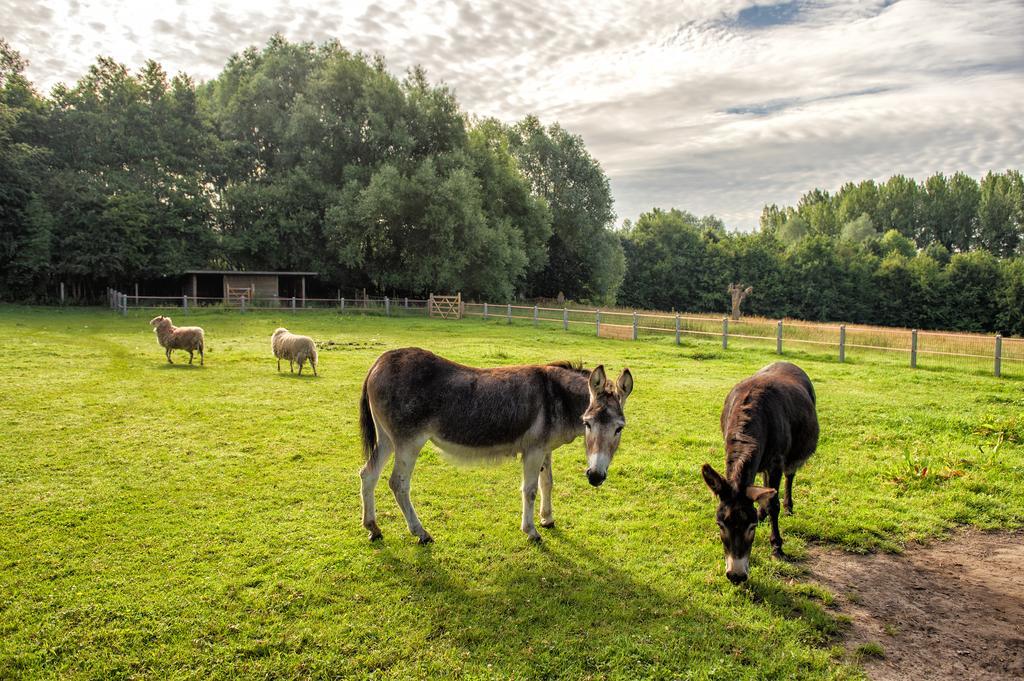 Petrus Wittebrood Hoeve Dikkelvenne Dış mekan fotoğraf